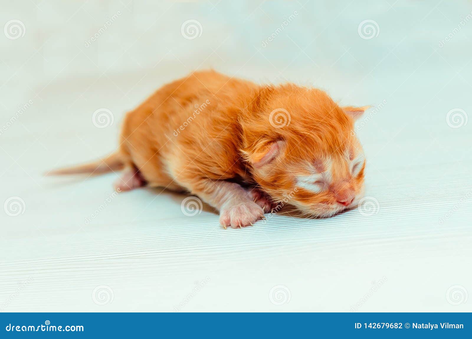 Chaton Roux Nouveau Ne Photo Stock Image Du Visage