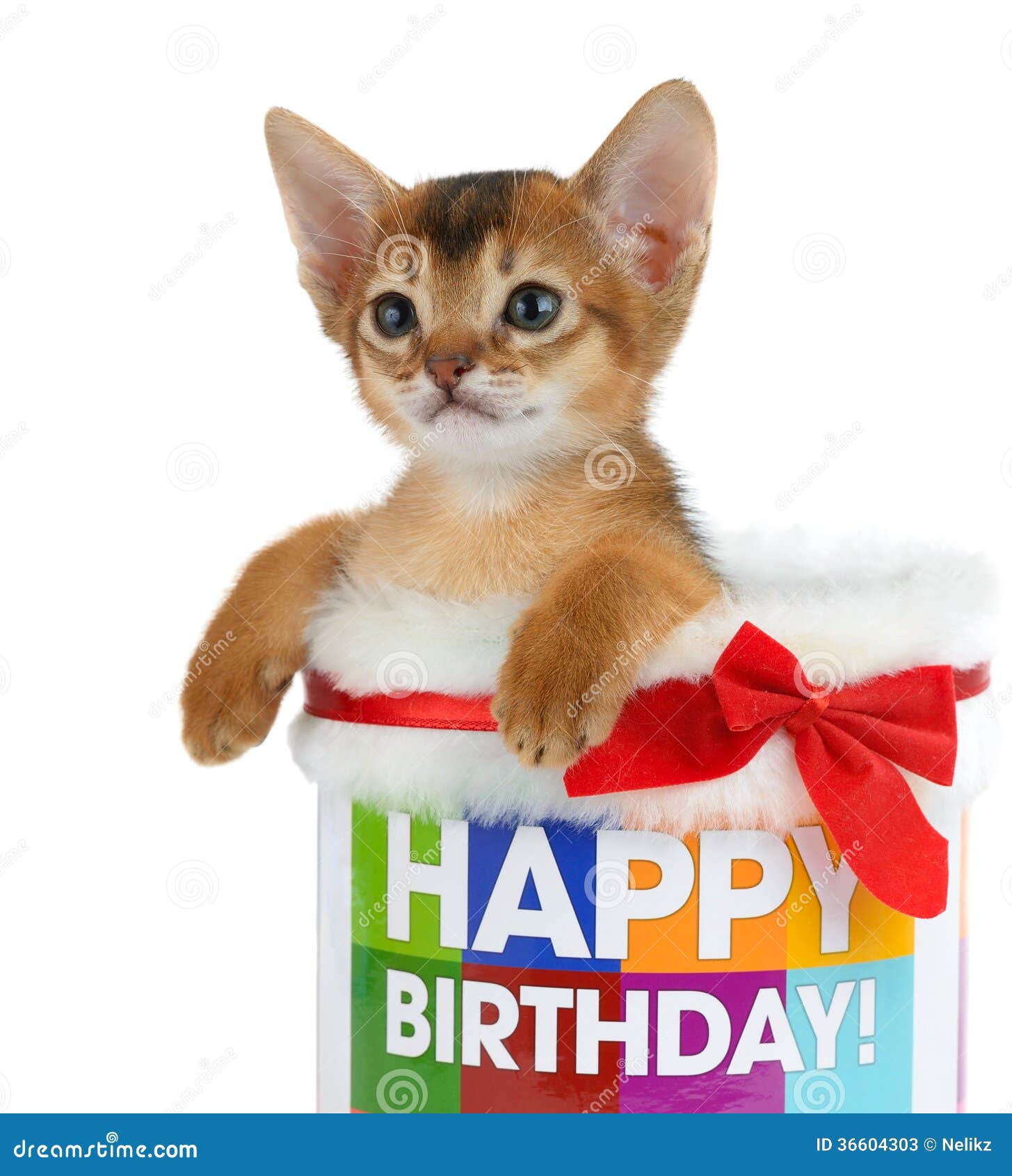 Chaton Se Reposant Dans Un Seau De Joyeux Anniversaire Image Stock Image Du Anniversaire Seau Chaton Se Reposant Dans Un Seau De Joyeux Anniversaire Image Stock Image Du Anniversaire Seau