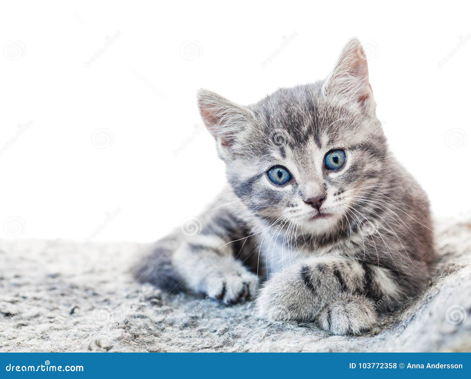Chaton Tigre Gris Mignon Avec Des Yeux Bleus Regardant Dans L Appareil Photo Photo Stock Image Du Isolement Mammifere