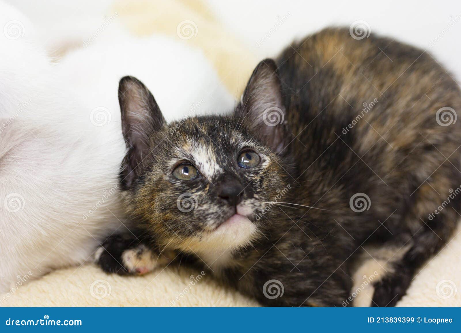Chatons Multicolores Race Khao Manee Avec Fond Blanc Image Stock Image Du Chatons Regard