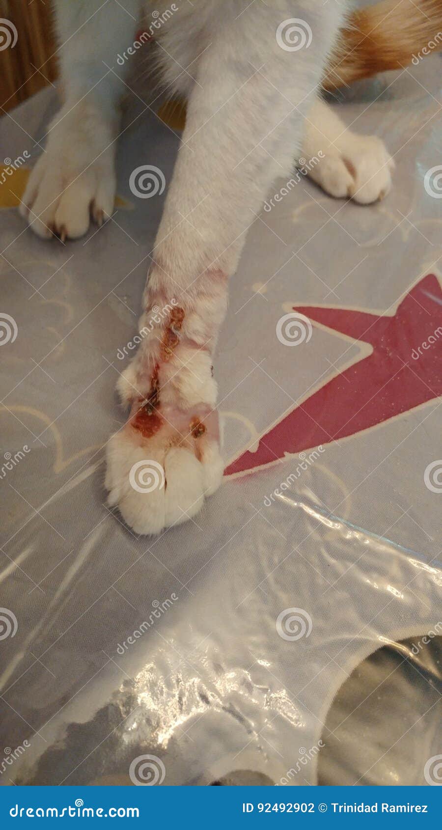 Chats Photo Stock Image Du Chats Abces Infection Chat