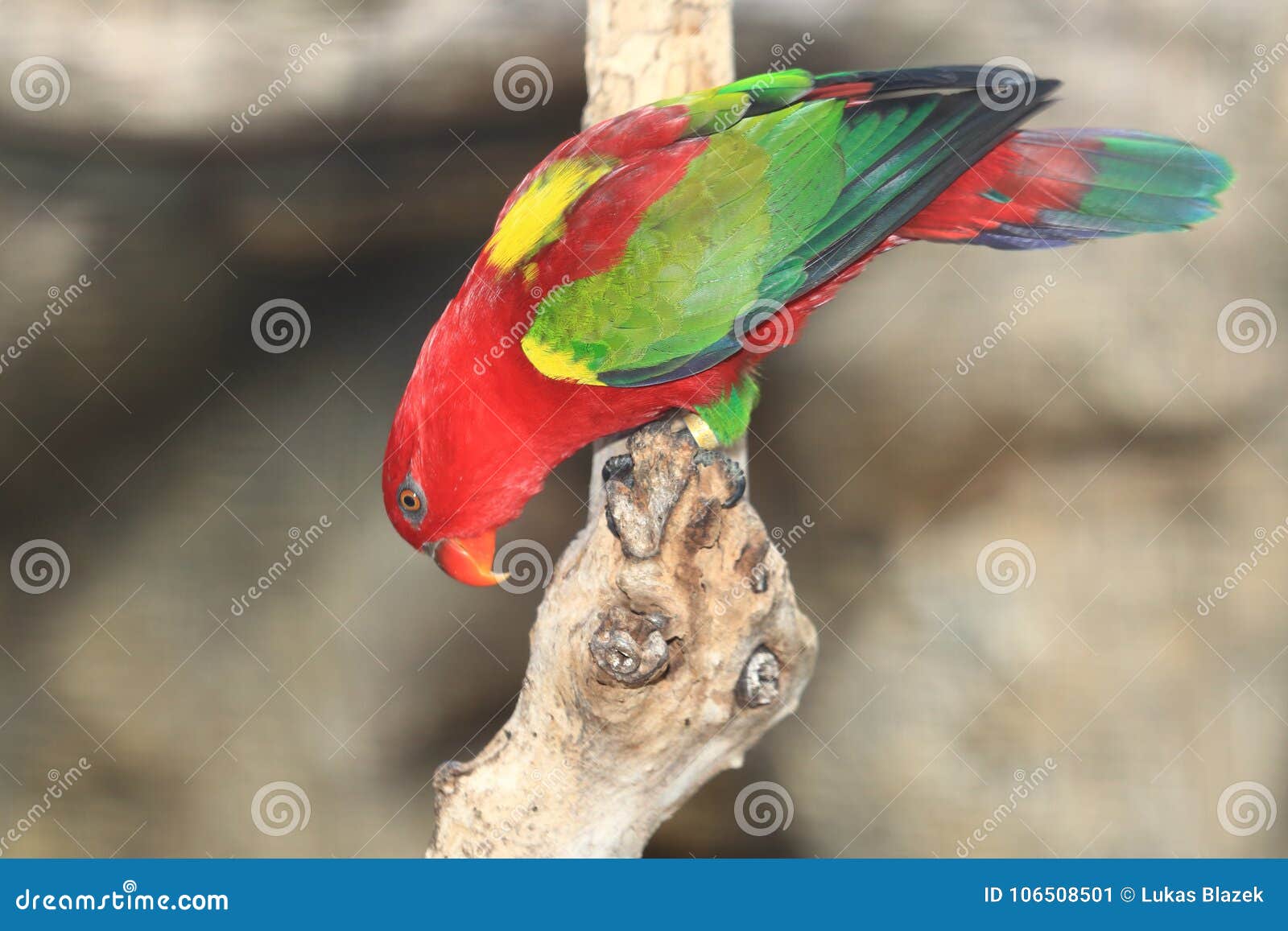 chattering lory