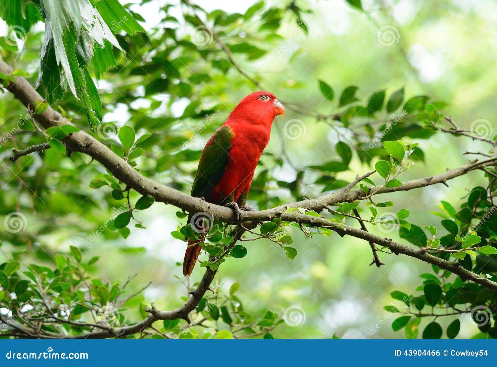Chattering Lory (Lorius Garrulus) Stock Photo - Image of male, leafs
