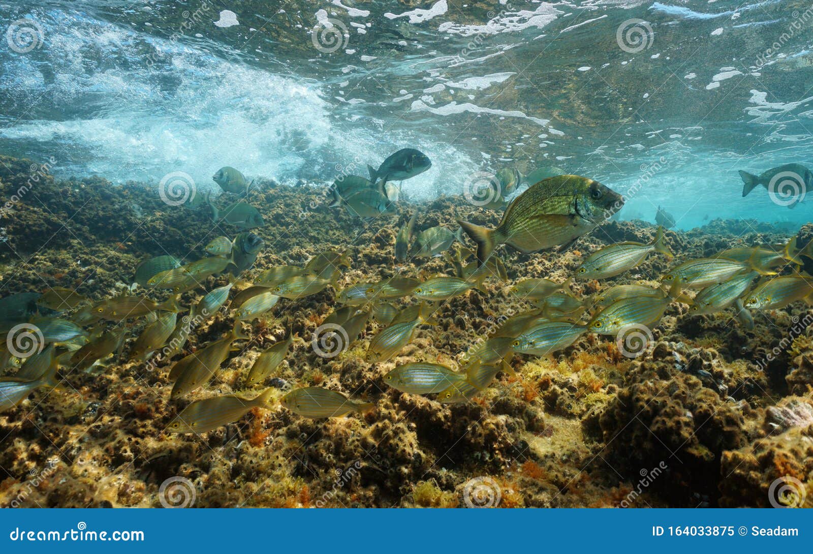 Chaussures poissons