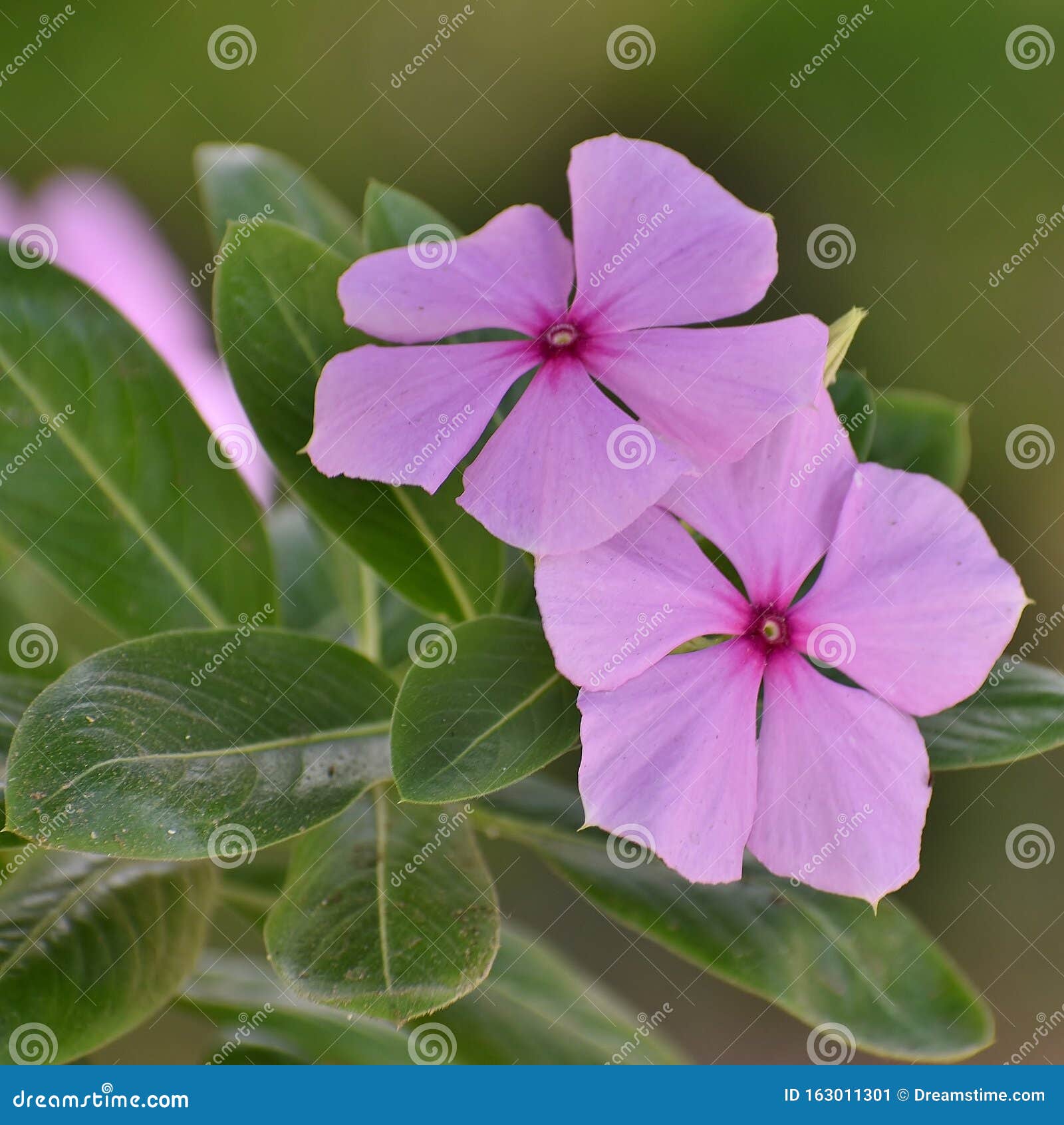 chavelitas rosadas