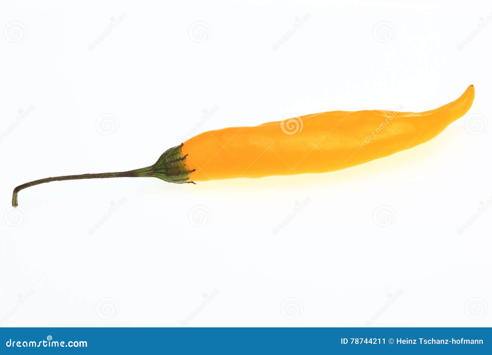 Chayenne, Chili Pepper, Capsicum Annuum Stock Image Image of pepper