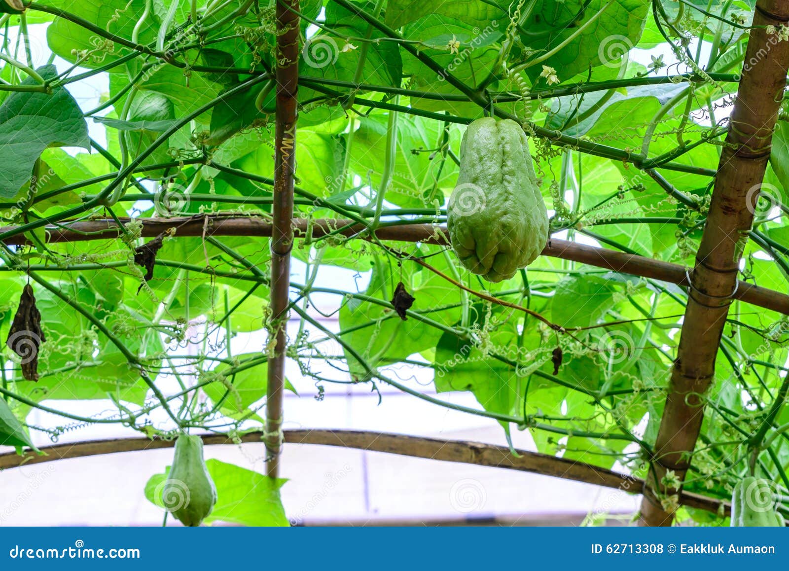 Chayote Fruits Hang on Trellis Stock Photo Image of growing, fruits
