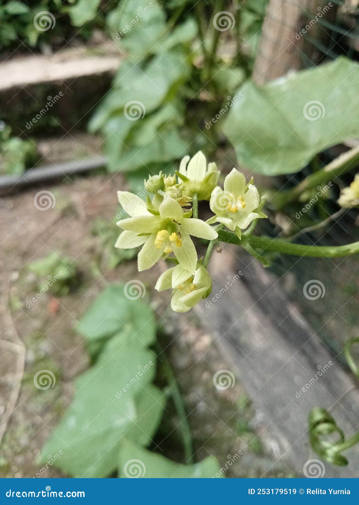 The Chayote Vegetable Plant in Bloom Stock Image - Image of herb
