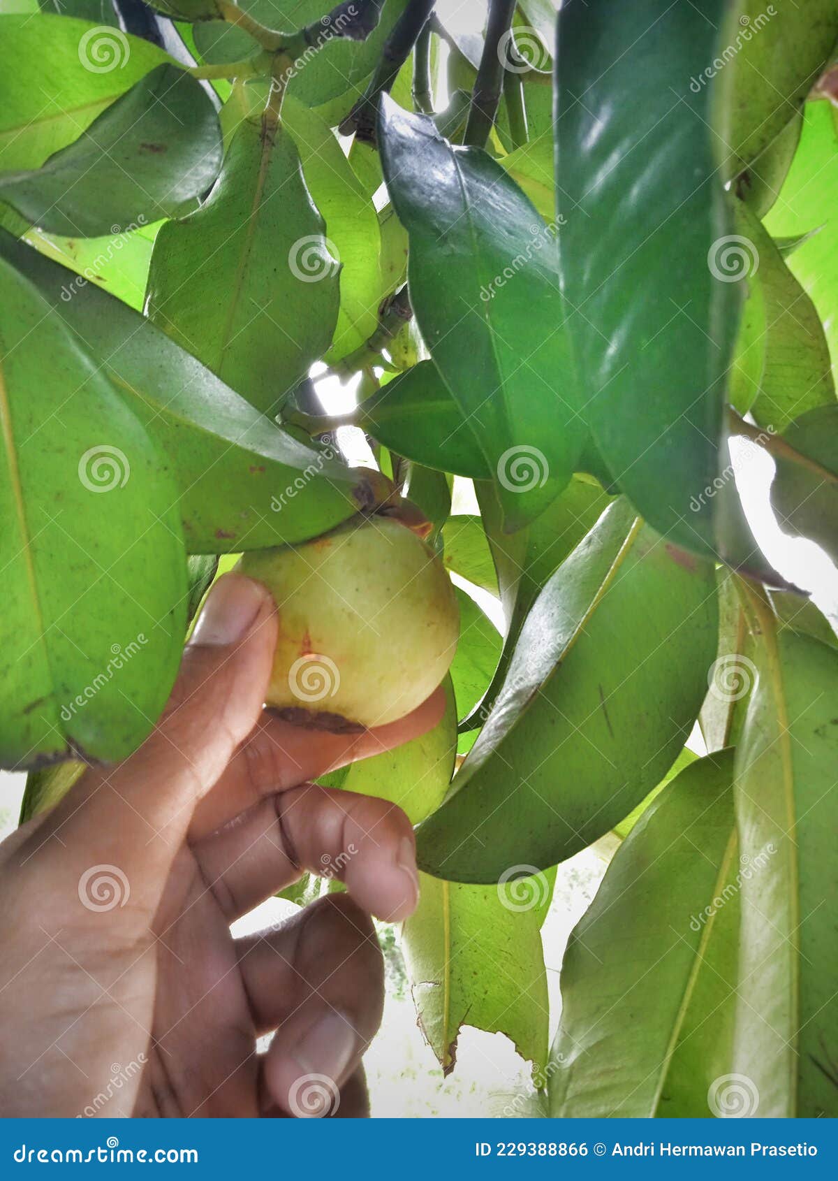 Check the Growth of the Mangosteen Fruit that is Still Unripe Stock