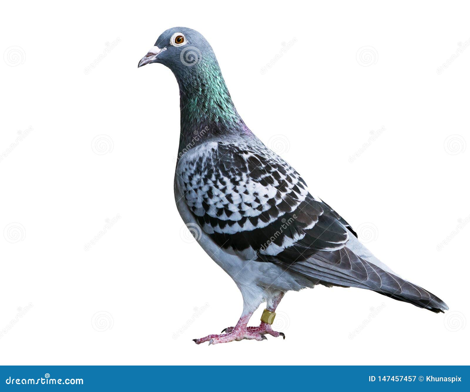 Checker Feather Pattern of Homing Speed Racing Pigeon Isolate White Background Stock Image
