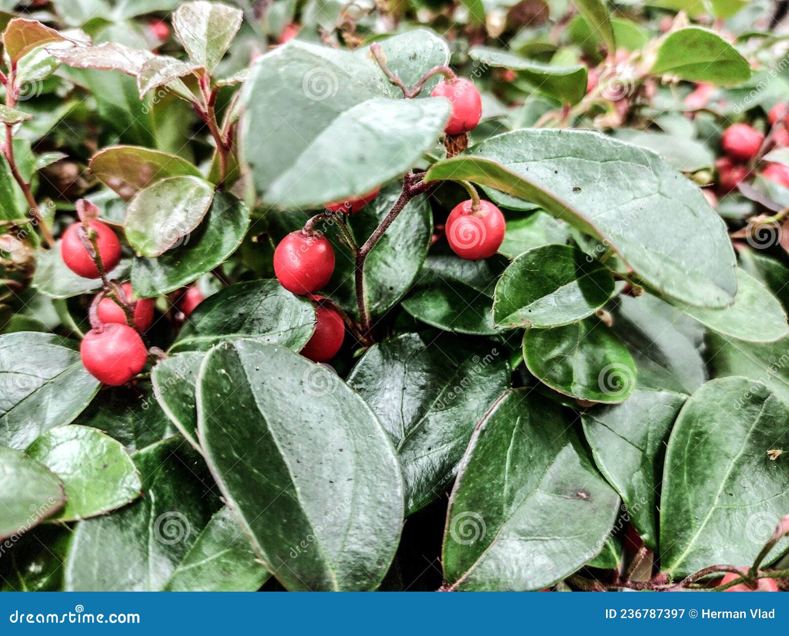 checkerberry plant - close up view