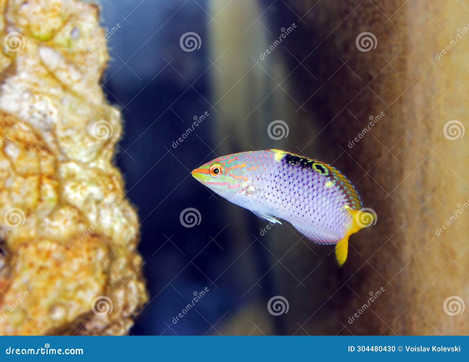 the checkerboard wrasse (halichoeres hortulanus) is a fish belonging to the wrasse family.
