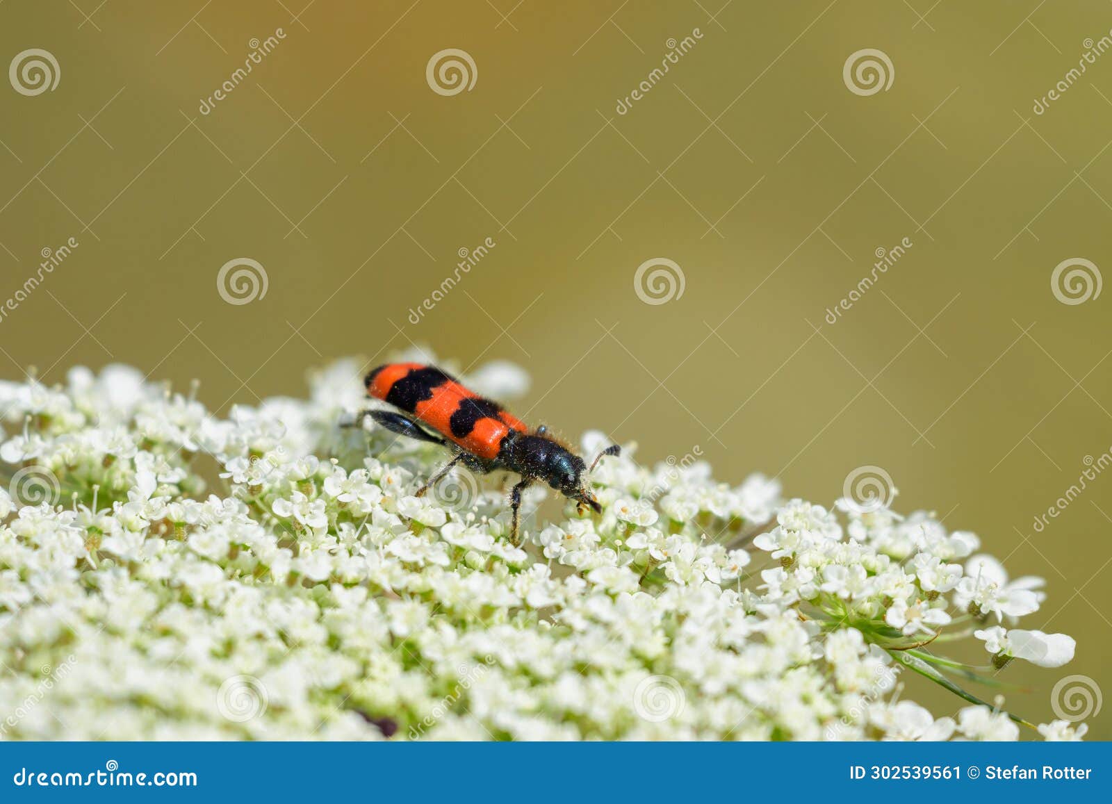 a checkered beetle sitting on a umbellifer