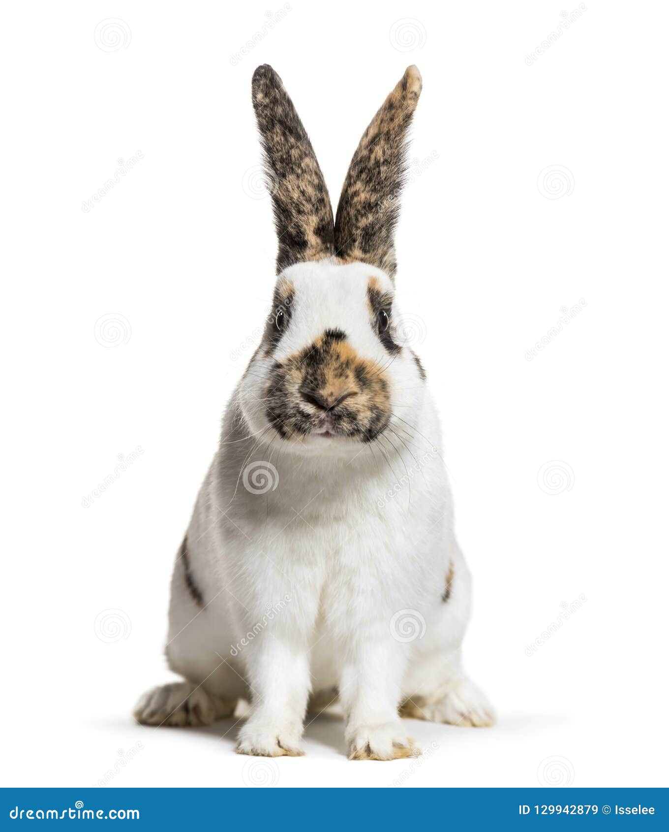 Checkered Giant Rabbit Is A Breed Of Domestic Rabbit That Origin Stock Image Image Of Length Color 129942879