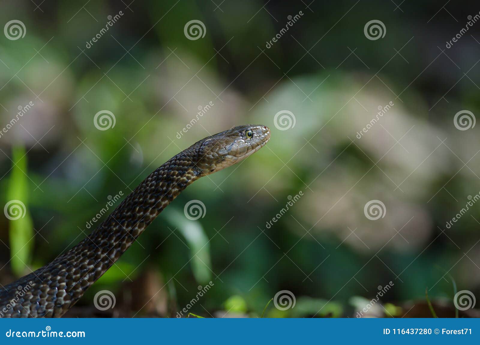 Checkered Keelback Snake in Forest Stock Photo - Image of fauna