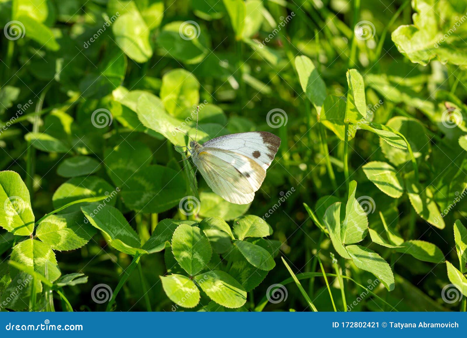 Checkered White Butterfly on an Indian Blanket Flower Stock Image