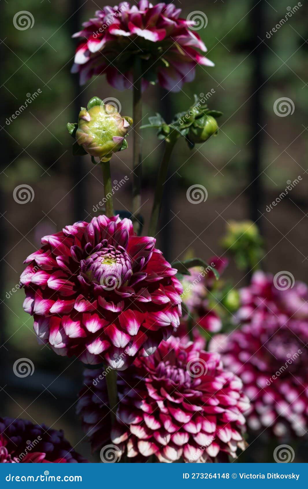 Checkers Dahlia Flowers and Bud Outdoors Closeup Stock Photo Image of bloom, flora 273264148