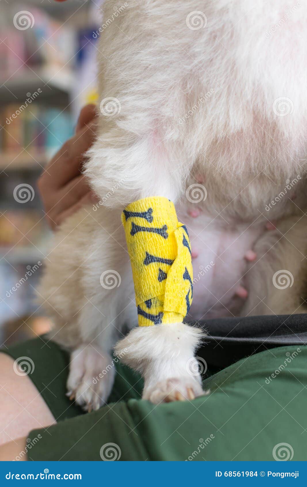 Checking dog leg sore stock photo. Image of look, hand 68561984