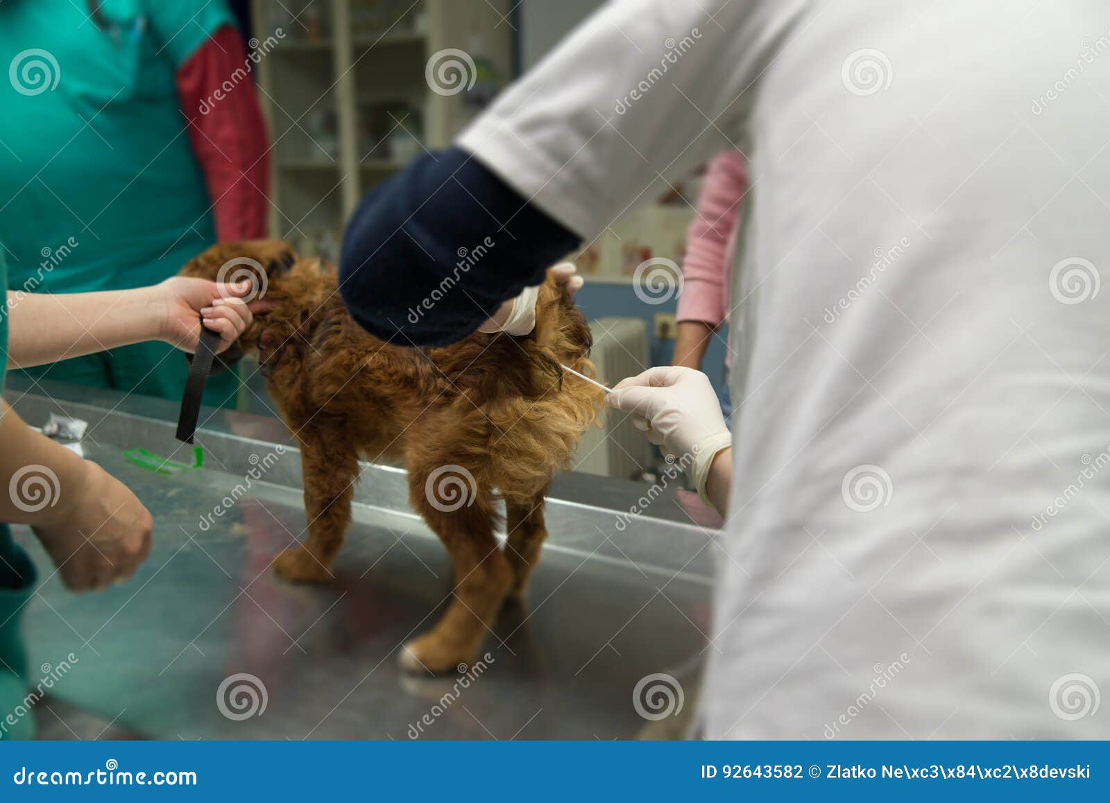 Checking the Dogs Temperature Stock Photo Image of temperature