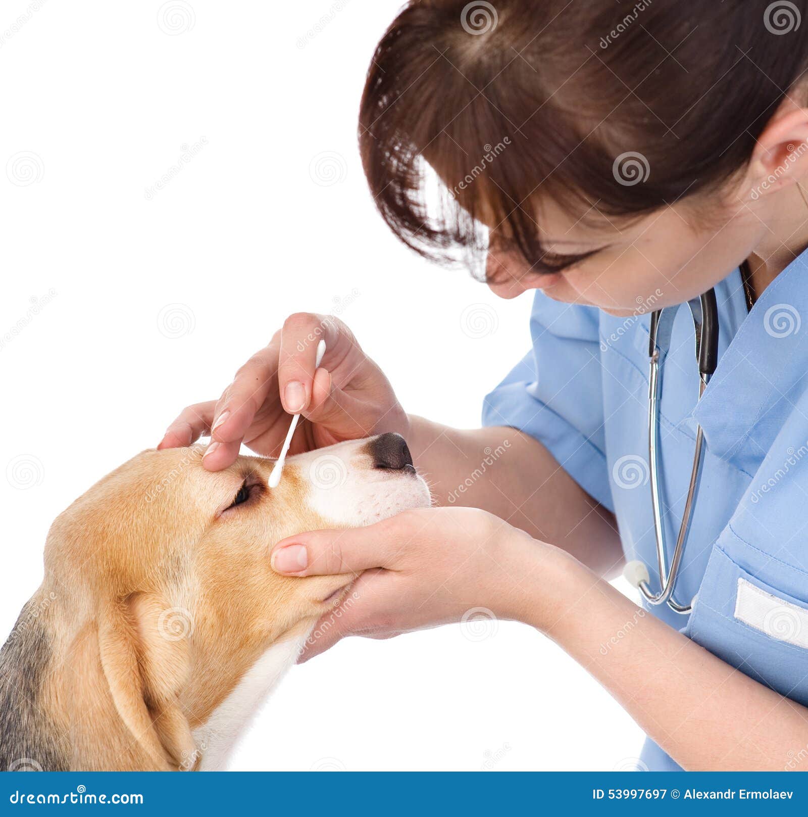 Checking Eyes of Dog in Veterinary Clinic. Isolated Stock Image Image