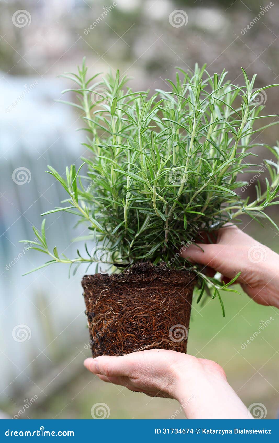Checking rosemary seedling stock photo. Image of greenhouse 31734674