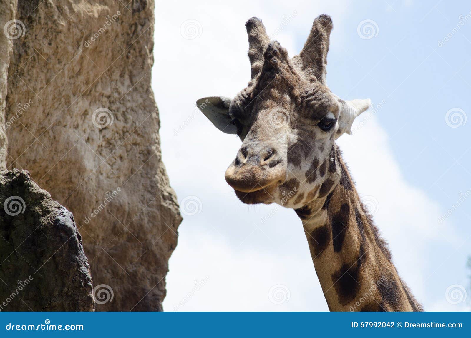Cheeky Giraffe Staring at Camera Stock Photo - Image of organism
