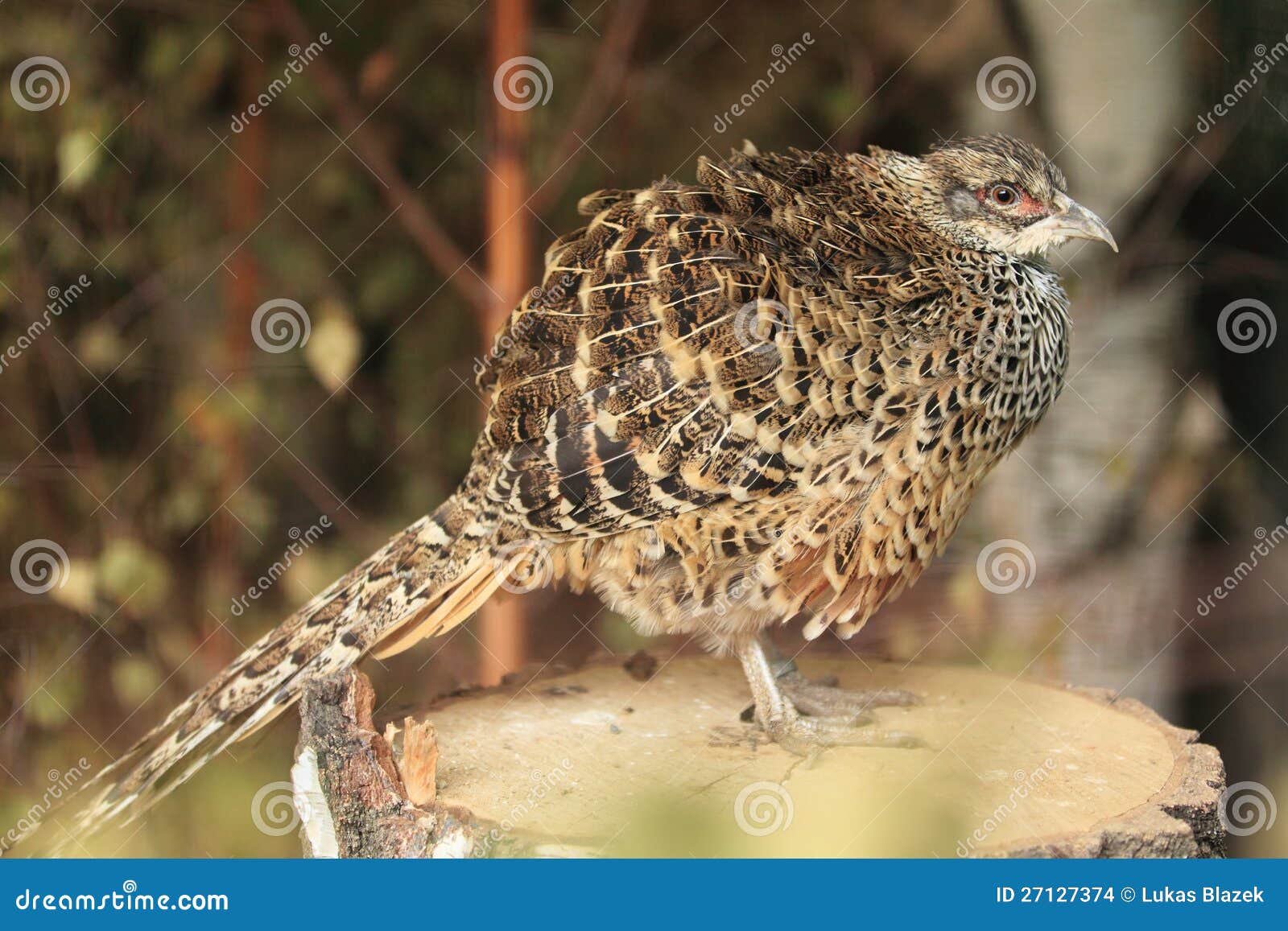 Cheer pheasant stock photo. Image of bird, stub, cheer 27127374
