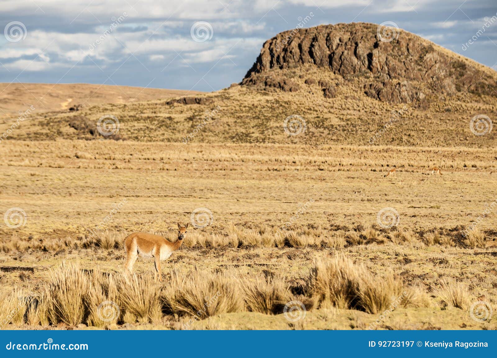 cheerful adorable vicugna in reserva nacional pampa galeras, peru