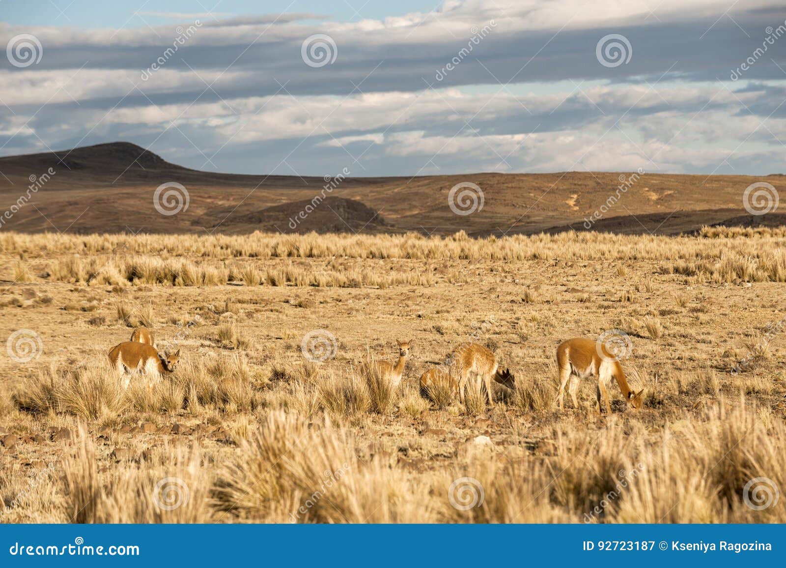 cheerful adorable vicugnas in reserva nacional pampa galeras