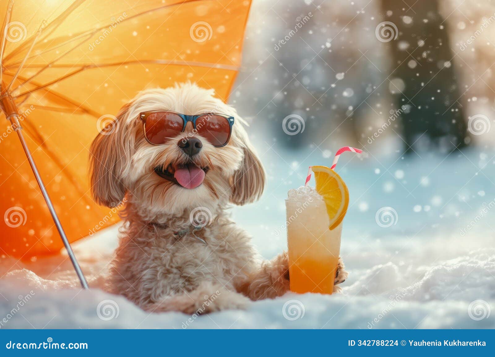 Cavachon Umbrella Cavachon Umbrella