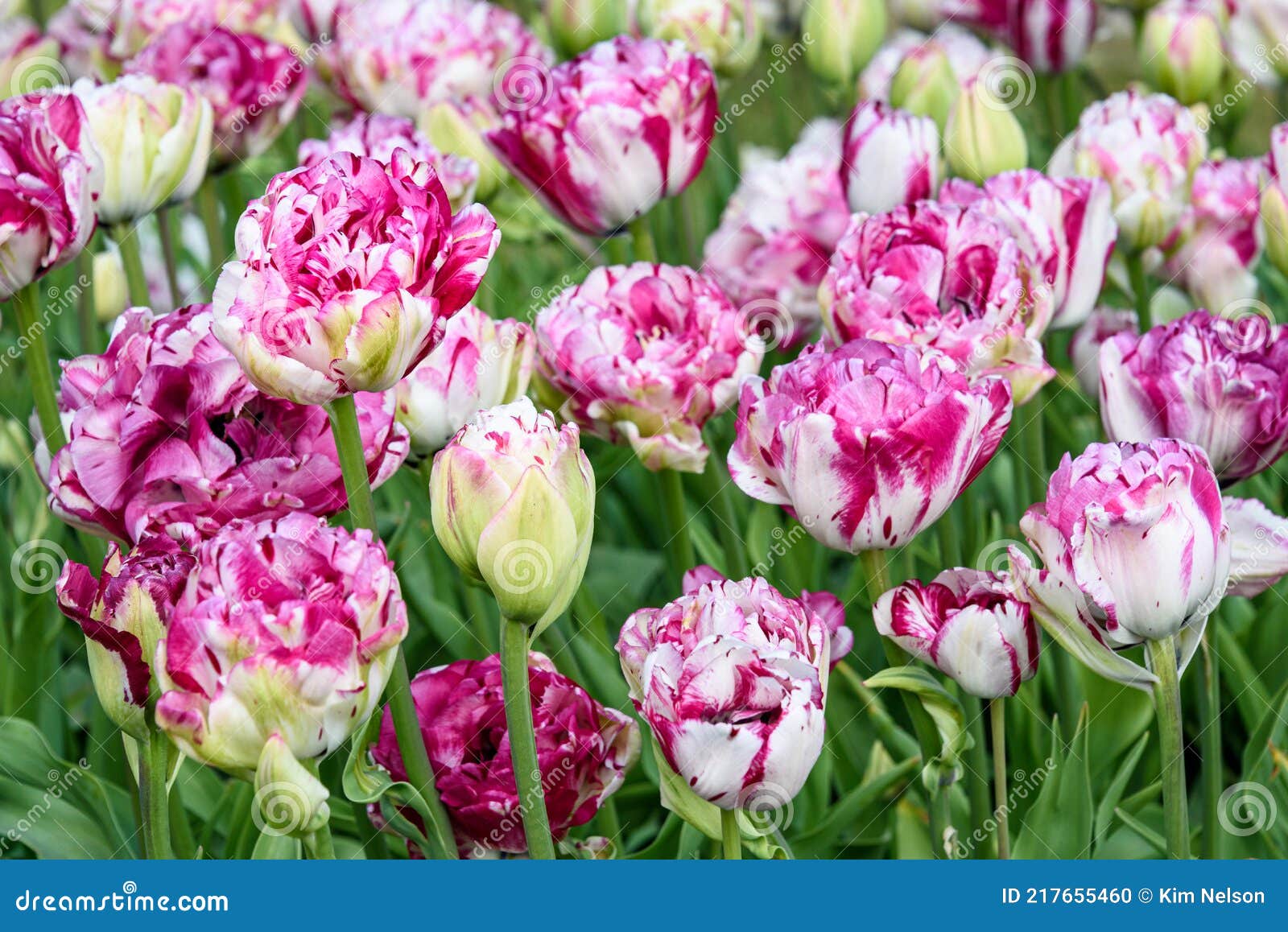 cheerful field of bright pink and white variegated double tulips as a nature background