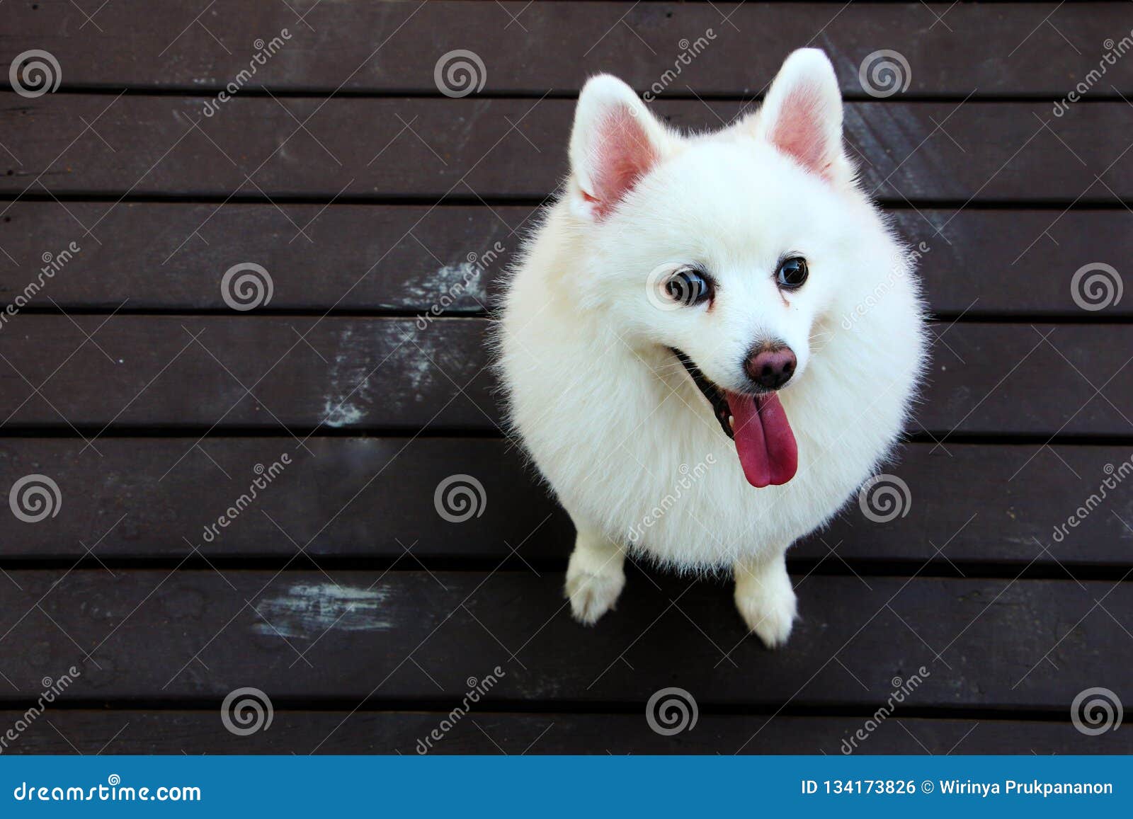 1 145 Japanese Spitz Photos Free Royalty Free Stock Photos From Dreamstime
