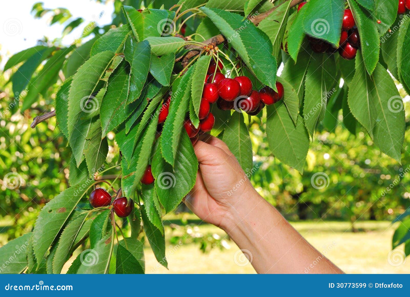 Cheery Orchard stock image. Image of harvesting, green 30773599