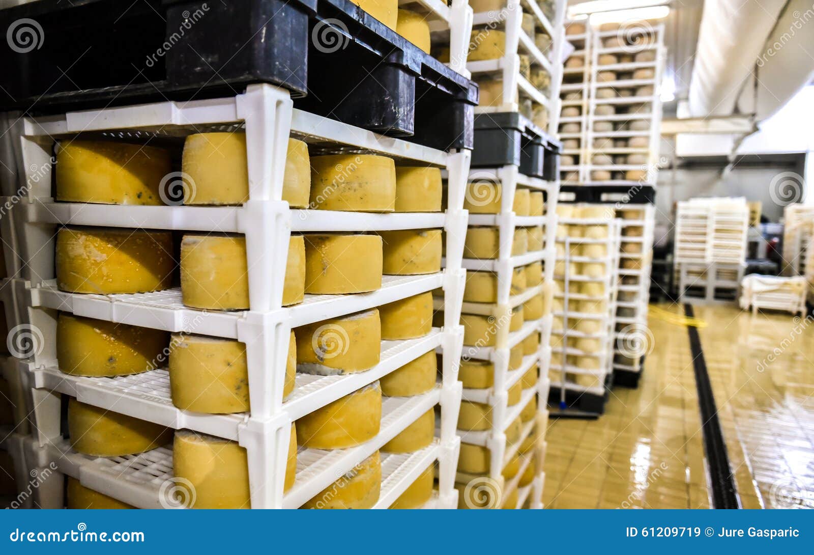 Cheese Factory Warehouse with Shelves Stacked with Cheese Stock Image