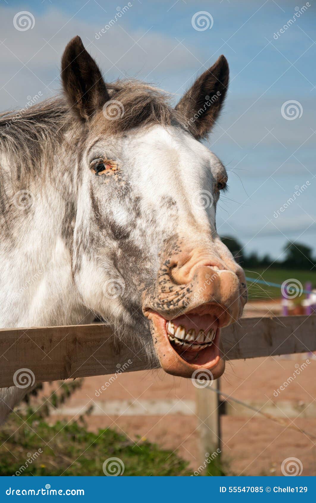 Cheese stock image. Image of blue, horse, spotted, cheese 55547085