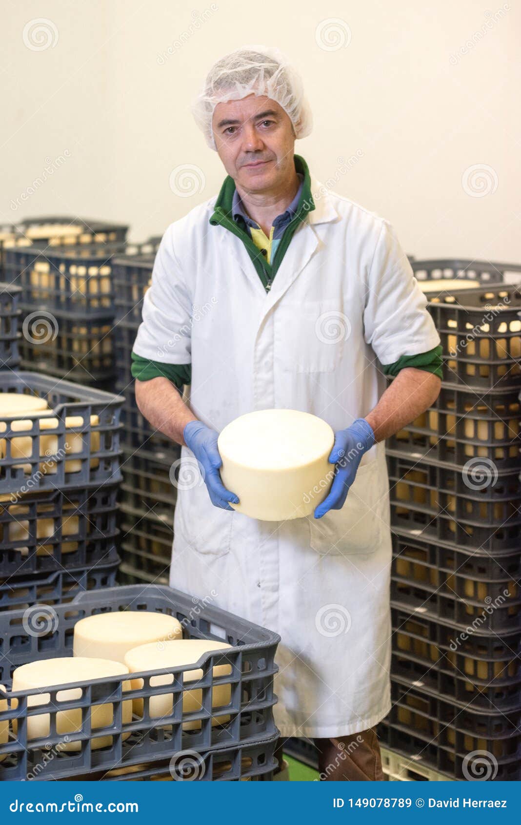 Cheese Maker Showing Cheese Wheel at the Cheese Storage. Stock Image