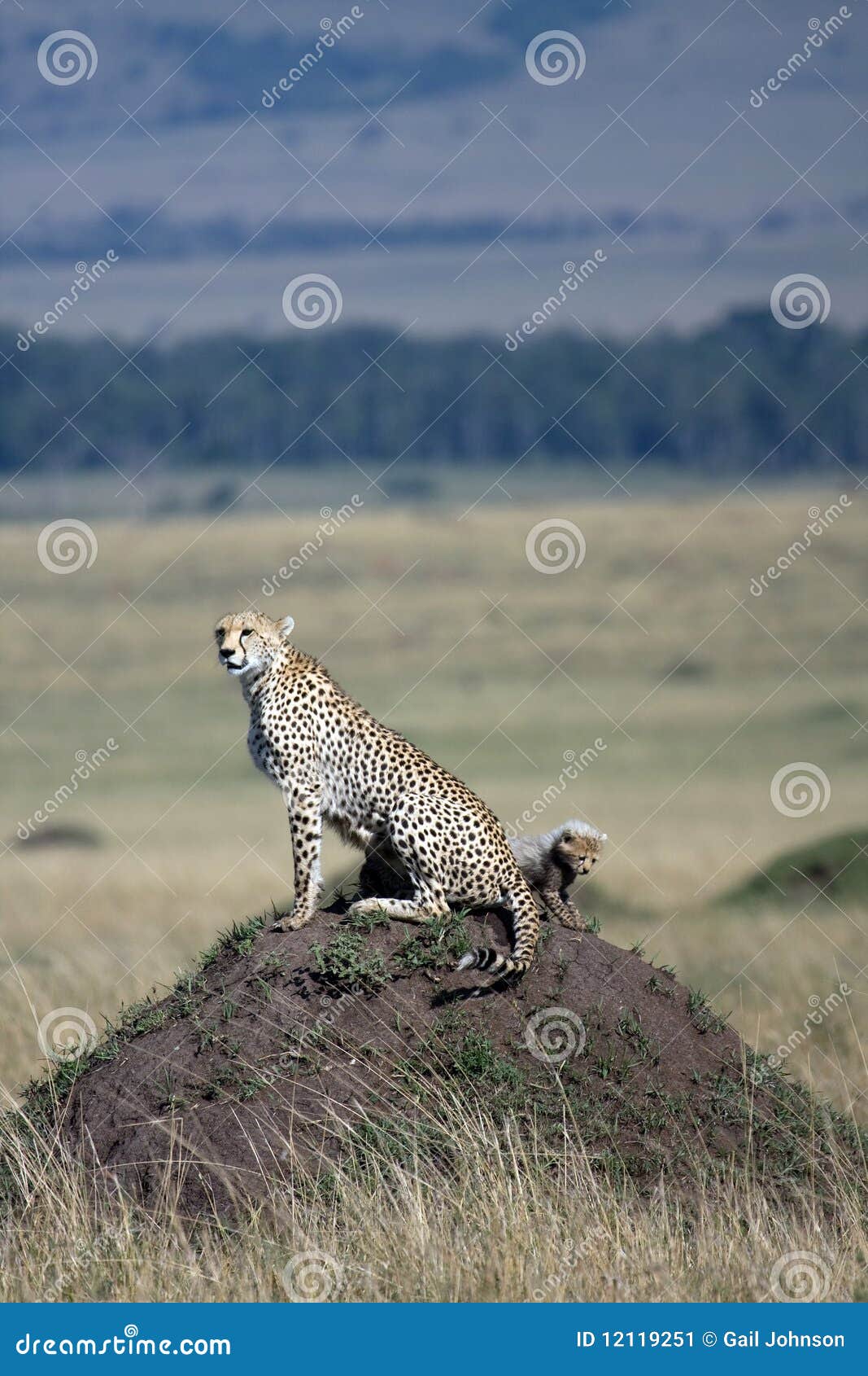 cheetah with 5 cubs