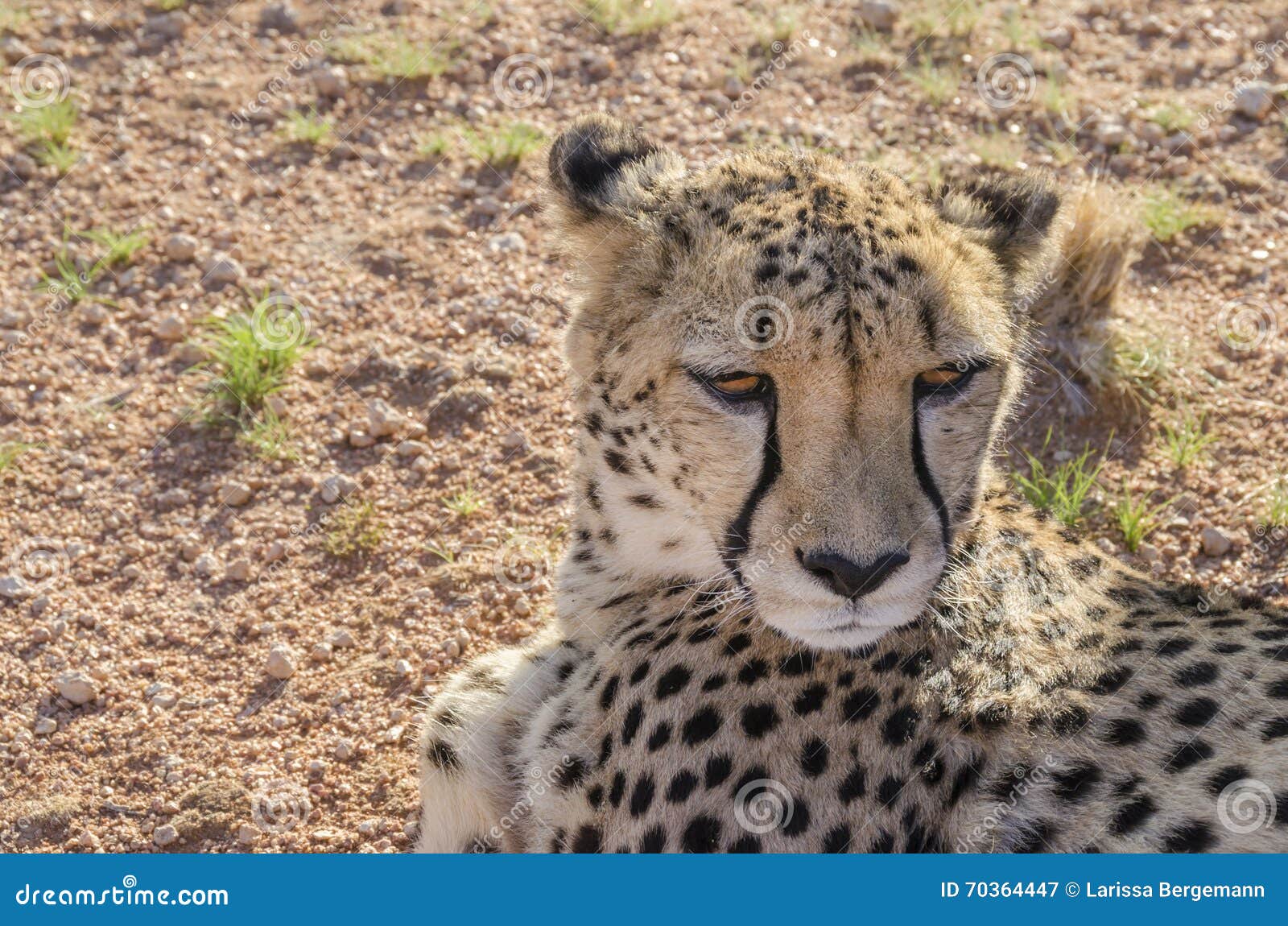 Cheetah. Chita cansado que descansa na terra Namíbia recolhida imagem