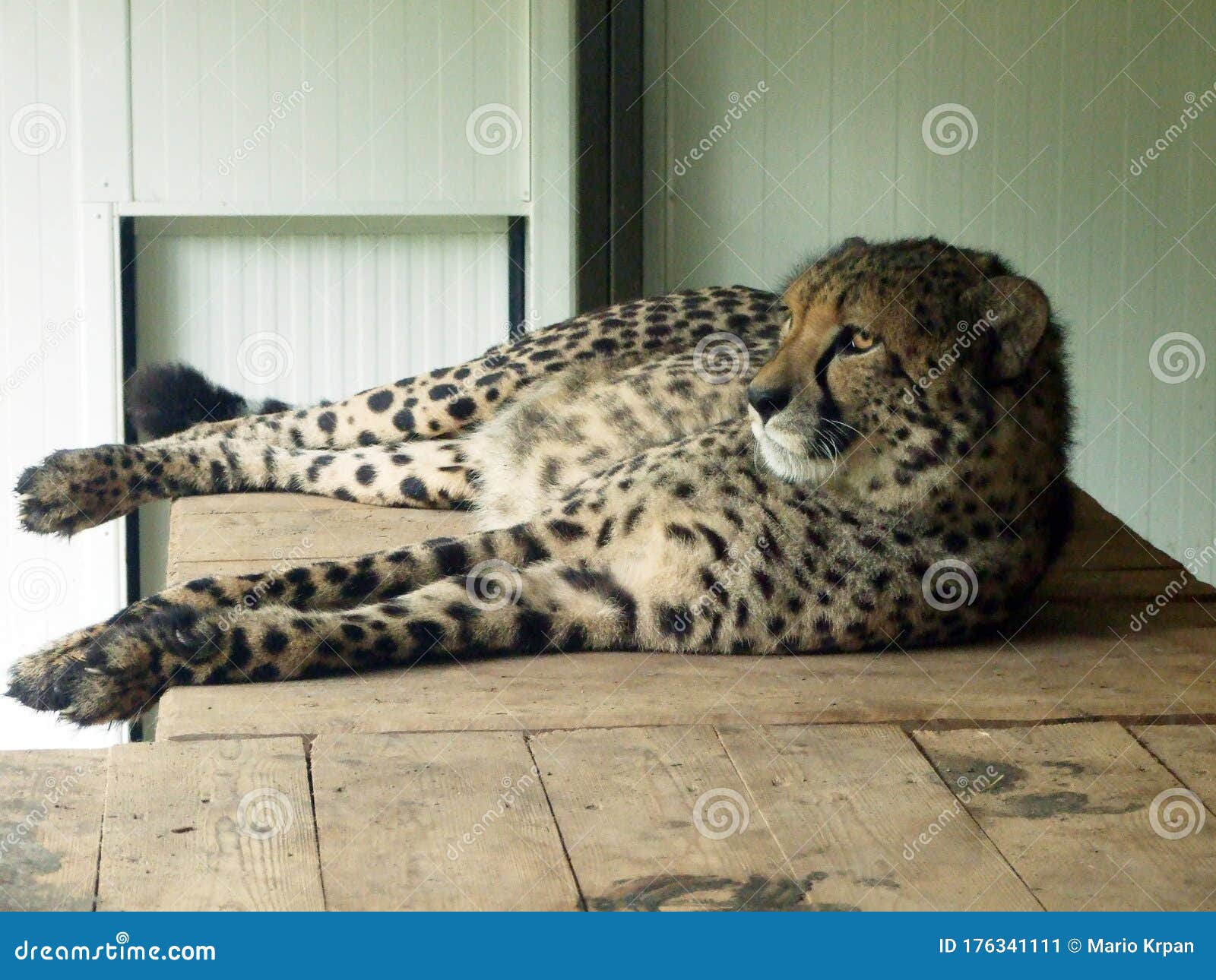 the cheetah acinonyx jubatus, el guepardo or gepard - zoo ljubljana zivalski vrt ljubljana, slovenia slovenija