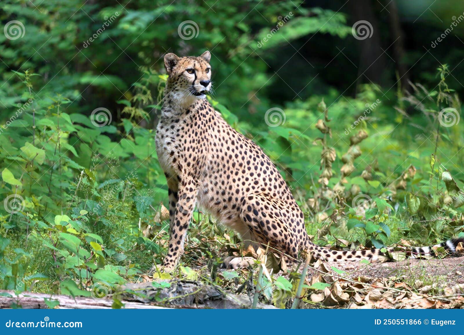 the cheetah acinonyx jubatus is a large cat and native to africa and central iran.