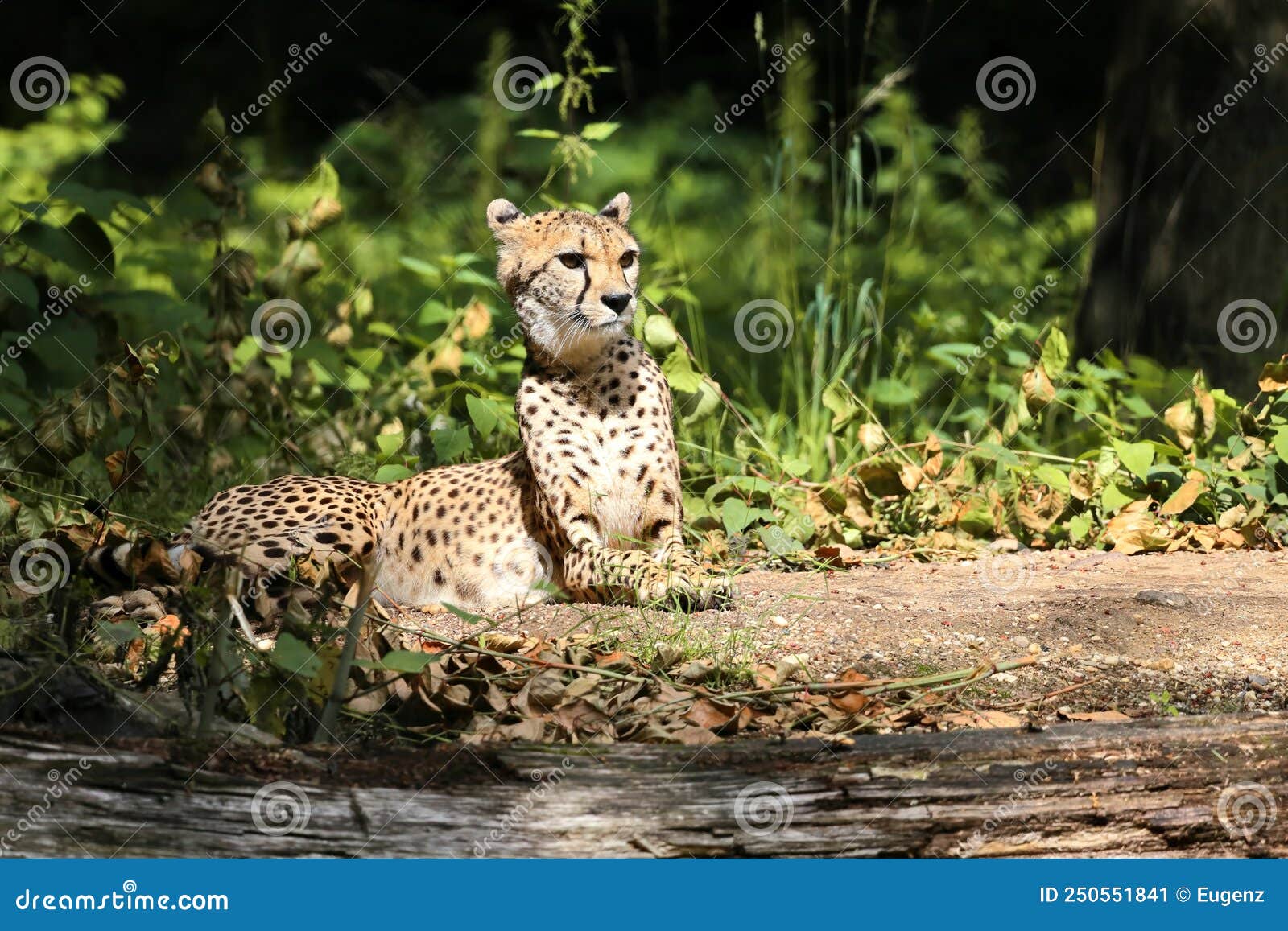 the cheetah acinonyx jubatus is a large cat and native to africa and central iran.