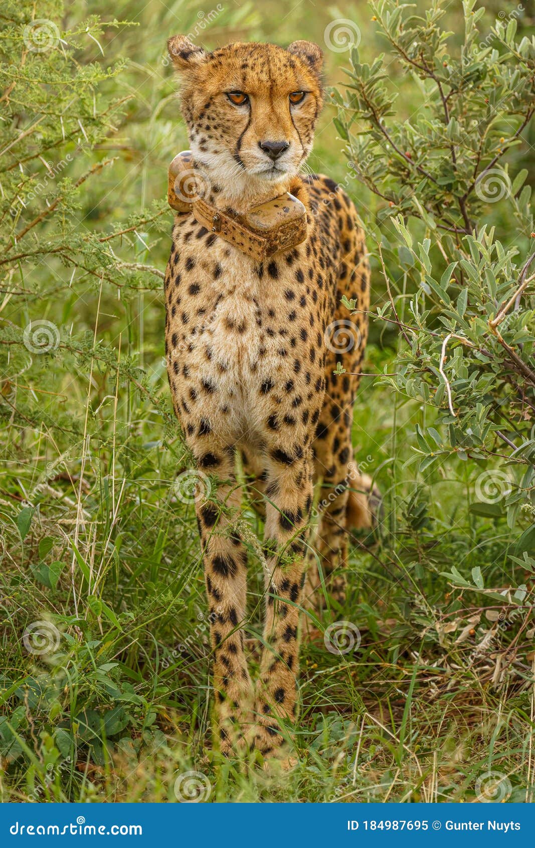 Southern cheetah (Acinonyx jubatus jubatus) - ZooChat