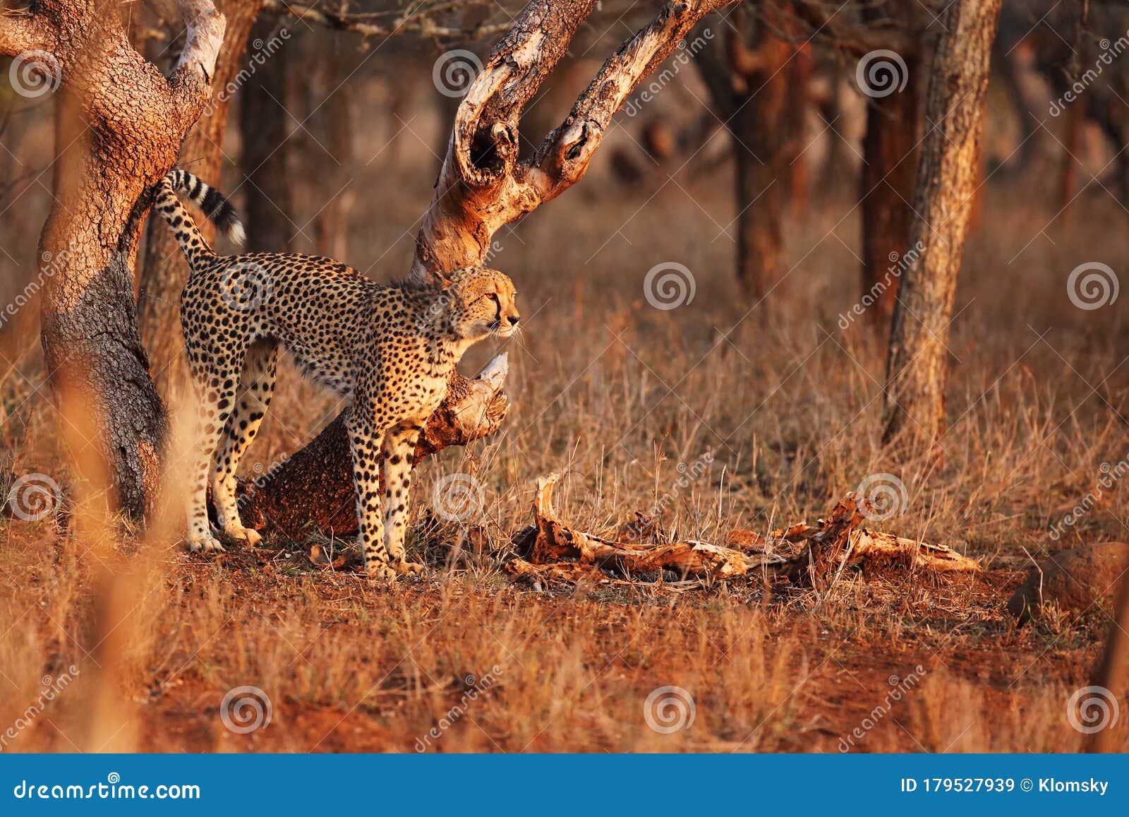 the cheetah acinonyx jubatus in the sunset. large male marking territory