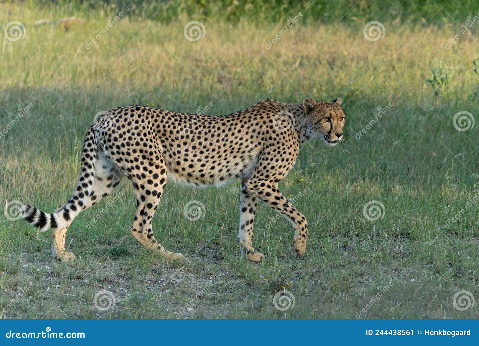 cheetah in mashatu game reserve in the tuli block in botsw