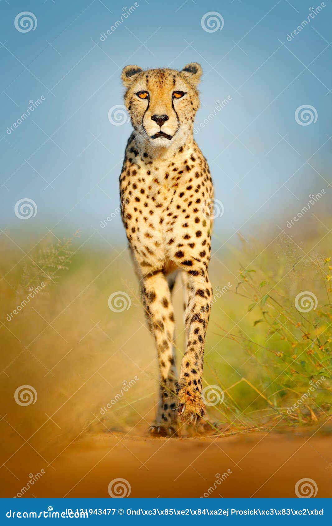 cheetah, acinonyx jubatus, walking wild cat. fastest mammal on the land, botswana, africa. cheetah on gravel road, in forest. spot