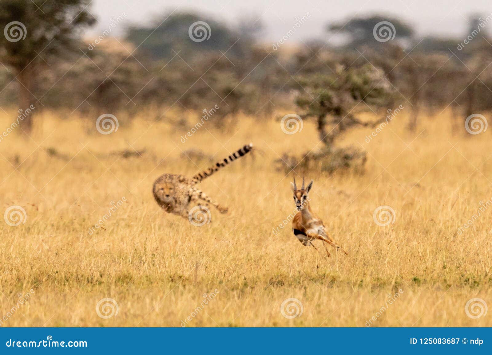 cheetah chasing thomson gazelle among whistling thorns