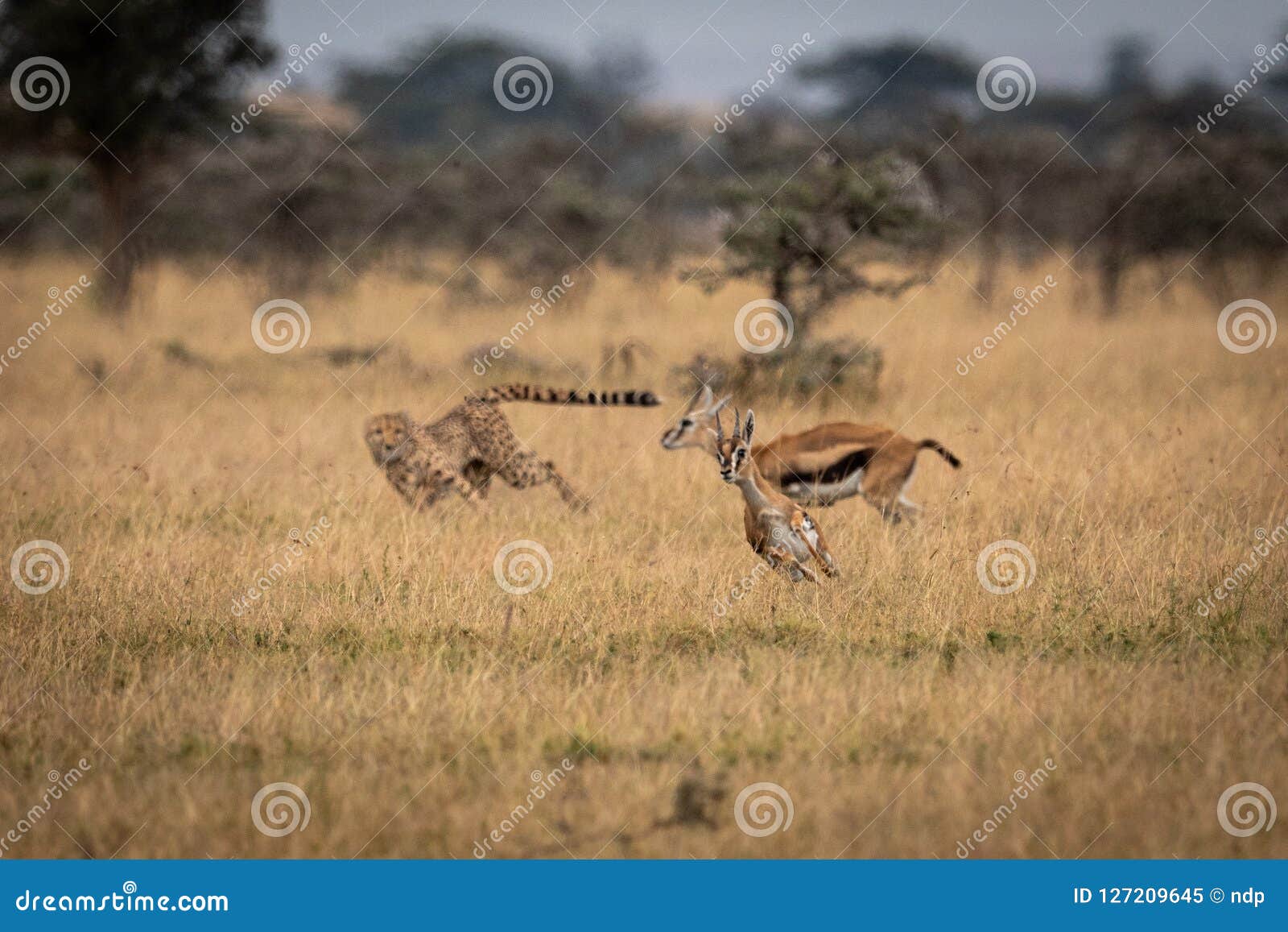 cheetah chasing two thomson gazelle in savannah
