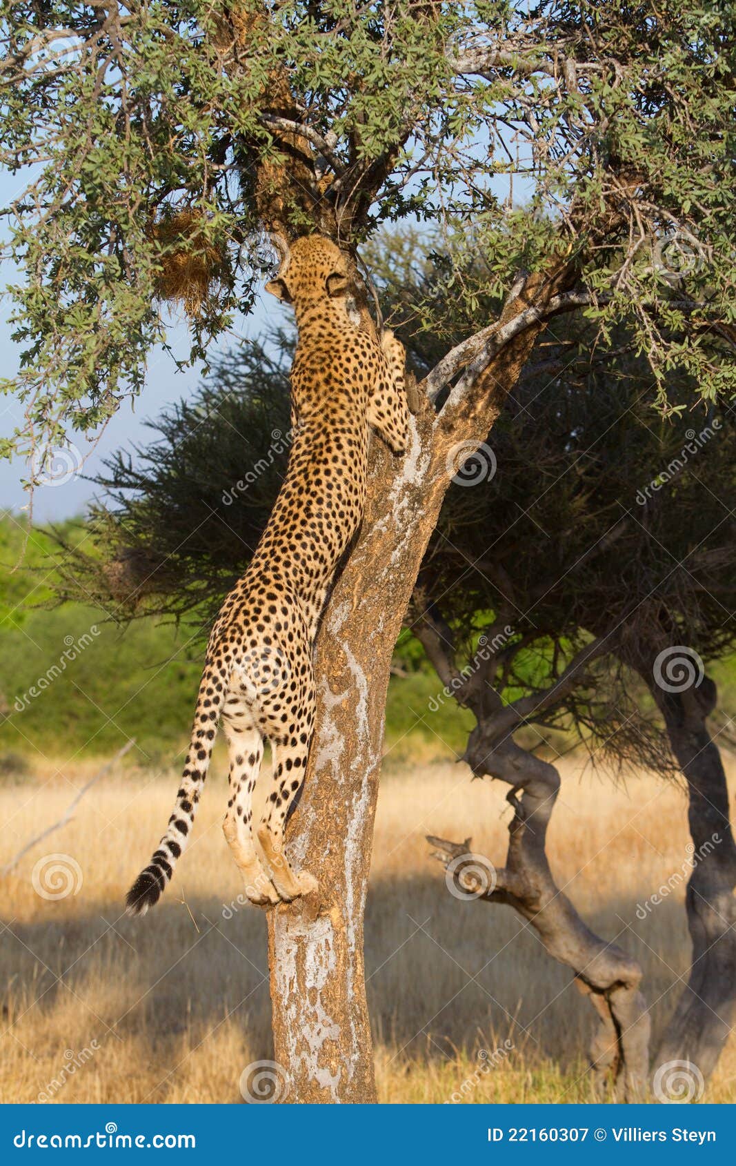 Cheetah Cub Climbing A Tree Stock Photo 4239300