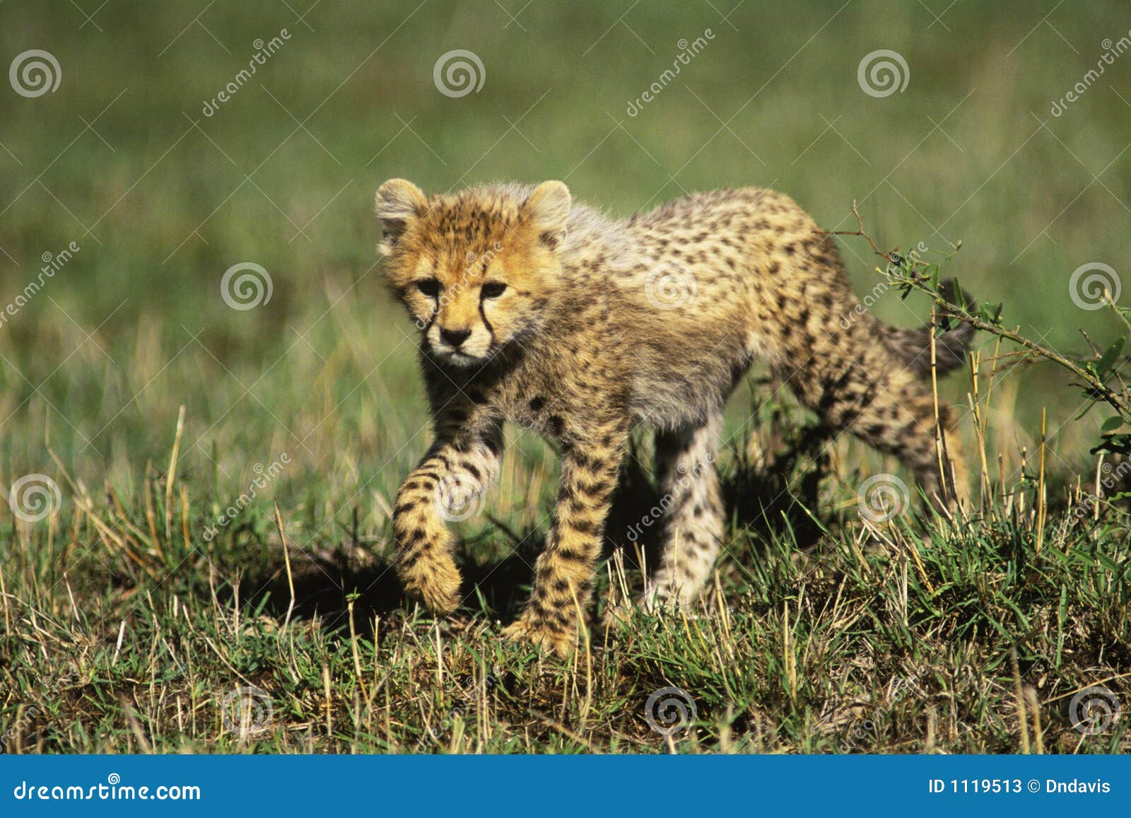 cheetah cub