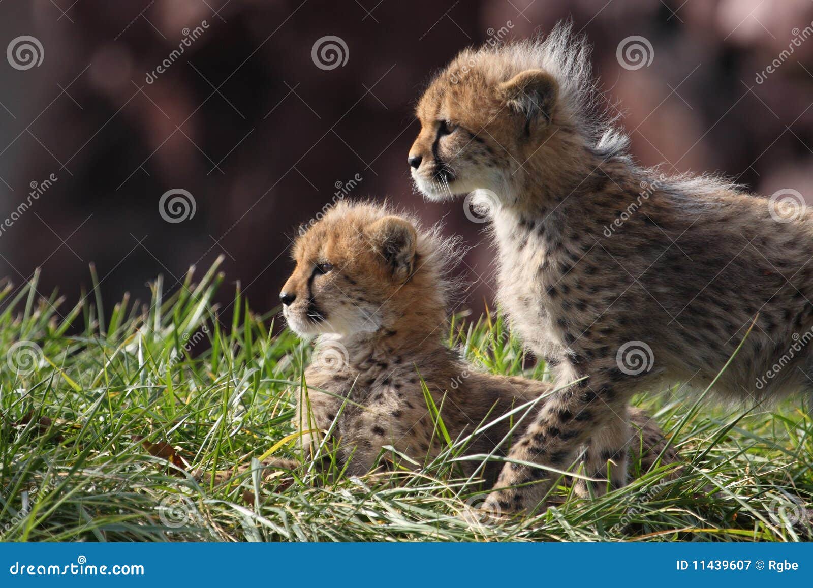 cheetah cubs